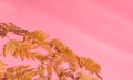 Autumn fern leaves isolated on pink background. Horizontal orienattion. Minimalistic style