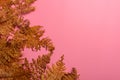 Autumn fern leaves isolated on pink background. Horizontal orienattion. Minimalistic style Royalty Free Stock Photo