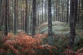 Autumn fern in the forest in Tiveden National Park in Sweden