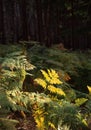 Autumn ferns