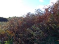 Autumn Ferns on the edge of the forest with a blue sky