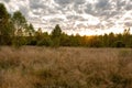 Autumn field with dry plants before sunset. Royalty Free Stock Photo