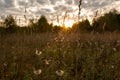 Autumn field with dry plants before sunset. Royalty Free Stock Photo