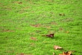 Autumn Field of fresh green grass, Dry leaves Royalty Free Stock Photo