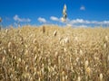 Autumn field of golden oats Royalty Free Stock Photo
