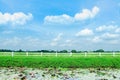 Autumn field of grass tree with fence and blue sky. Royalty Free Stock Photo