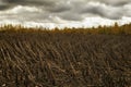 autumn field after harvesting the sunflower. dry branches against the background of a yellow vdlai forest and a dramatic sky. Royalty Free Stock Photo