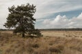 Autumn field. The lonely tree in the field. Cow in autumn field. Late autumn Royalty Free Stock Photo