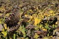 Autumn field with mature sunflower heads. Royalty Free Stock Photo