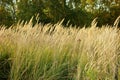 Autumn field, overgrown grass herbaceous plant