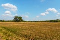 Autumn field steppe landscape with fir trees Royalty Free Stock Photo