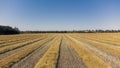 Autumn field swathed and ready for harvest Royalty Free Stock Photo