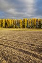 Autumn in the fields Royalty Free Stock Photo