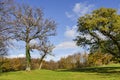 autumn fields with oak tress hard shadows