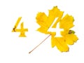 Figure 4 is cut from yellow maple leaf