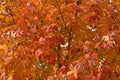Autumn Fire Maple Foliage