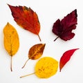 Leaves in autumn colors on a white background Royalty Free Stock Photo