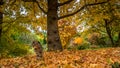 Trees in autumn colors in a garden