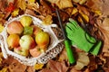 autumn flat lay with gardener tools, apples, pears and leaves