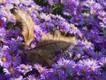 Autumn floral background. Yellow autumn leaf on a flower bed with beautiful autumn aster flowers. Colorful postcard or wallpaper Royalty Free Stock Photo