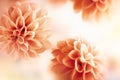 Autumn floral composition made of fresh dahlia on light pastel background. Festive flower concept with copy space Royalty Free Stock Photo