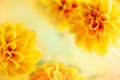 Autumn floral composition made of fresh yellow dahlia on light pastel background. Festive flower concept with copy space Royalty Free Stock Photo