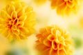 Autumn floral composition made of fresh yellow dahlia on light pastel background. Festive flower concept with copy space