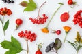 Autumn floral composition. Plants viburnum rowan berries dogrose flowers colorful leaves isolated on white background. Fall