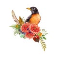 Autumn floral decor with robin. Watercolor illustration. Hand drawn bright garden bird with fall seasonal flowers Royalty Free Stock Photo