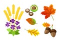 Autumn Floral Elements Chestnut Isolated Vector