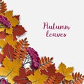 Autumn floral paper background with colorful tree leaves on white background, design elements for the fall season banner, poster Royalty Free Stock Photo