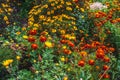 Autumn flower bed with colorful fall flowers. In the foreground are marigolds and a yellow chrysanthemum. Royalty Free Stock Photo