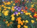 Autumn flower bed: marigolds and blue asters Gray-haired lady