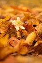 Autumn flower bumming Royalty Free Stock Photo