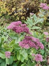 Autumn flower bush. Natural texture. Beautiful background. Dying nature.