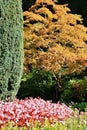 Autumn, flower in Butchart Garden, Victoria, Vancouver Island, British Colombia, Canada Royalty Free Stock Photo