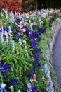 Autumn, flower in Butchart Garden, Victoria, Vancouver Island, British Colombia, Canada Royalty Free Stock Photo