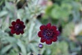 Autumn, flower in Butchart Garden, Victoria, Vancouver Island, British Colombia, Canada Royalty Free Stock Photo