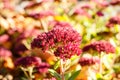 Autumn flower Royalty Free Stock Photo