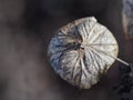 Dried Hydrangea Flower in Macro Royalty Free Stock Photo