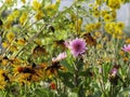 Autumn at a flower garden Royalty Free Stock Photo