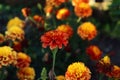 Autumn flower palette: burgundy marigolds in the autumn garden against the backdrop of numerous flowers, side view Royalty Free Stock Photo