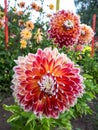 Autumn flower scenery. Close-up shot of dahlia blooming with big, red and yellow flowers with white edges and points of petals. Royalty Free Stock Photo