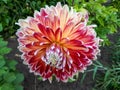 Autumn flower scenery. Close-up shot of dahlia blooming with big, red and yellow flowers with white edges and points of petals. Royalty Free Stock Photo