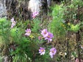 Autumn flower under the mighty pine tree