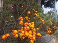 Autumn flower under the mighty pine tree marigold