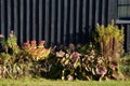 Autumn flowerbed with perennials at the cottage. style grandmother`s garden english type. lawn, stone wall, wood paneling, windows Royalty Free Stock Photo