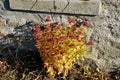 Autumn flowerbed with perennials at the cottage. style grandmother`s garden english type. lawn, stone wall, wood paneling, windows Royalty Free Stock Photo