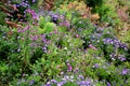 Autumn flowerbed with perennials and grasses in a square with black stone cobblestone tiles, granite curbs autumn purple white and Royalty Free Stock Photo