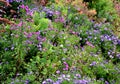 Autumn flowerbed with perennials and grasses in a square with black stone cobblestone tiles, granite curbs autumn purple white and Royalty Free Stock Photo